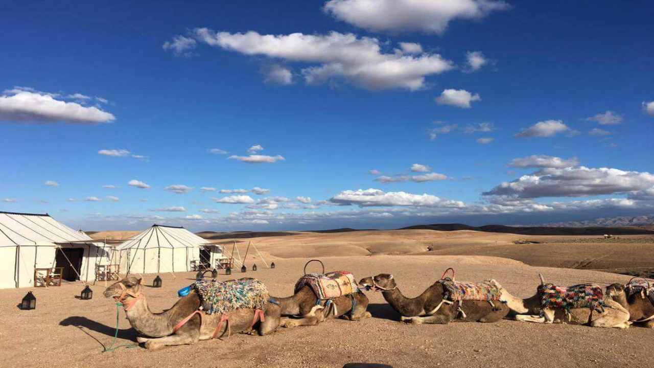 marrakech camel